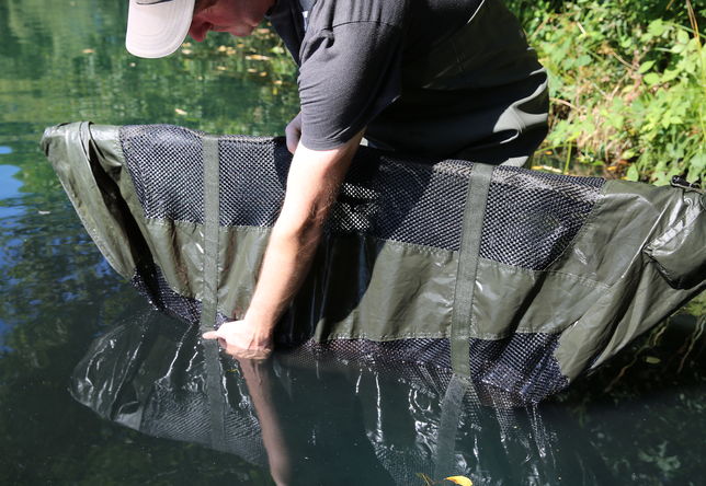 Removing the fish from the water.