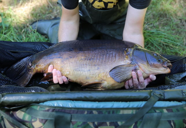 Fish Handling